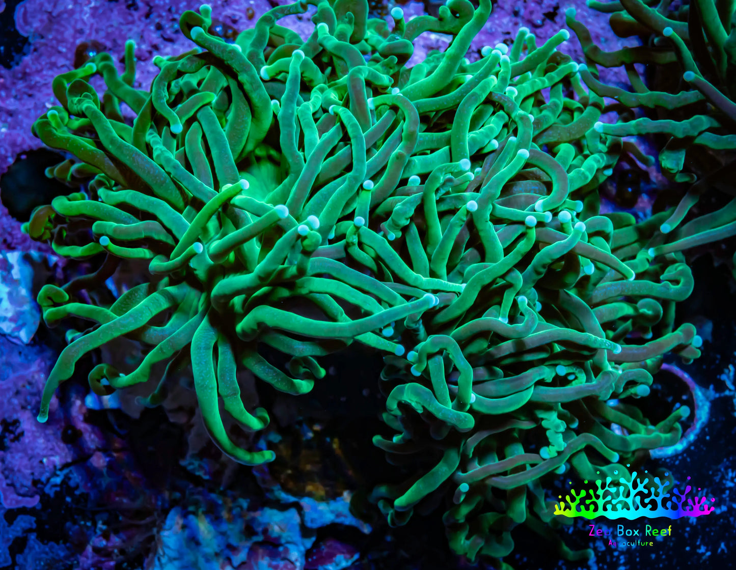 Torch Coral - 5cm WYSIWYG D1R1B1 Torch Coral - 5cm WYSIWYG D1R1B1 LPS Torch Coral - 5cm WYSIWYG D1R1B1 Zeo Box Reef