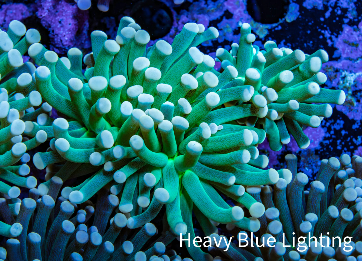 Torch Coral 6cm WYSIWYG B4R1B1 Torch Coral 6cm WYSIWYG B4R1B1 LPS Torch Coral 6cm WYSIWYG B4R1B1 Zeo Box Reef