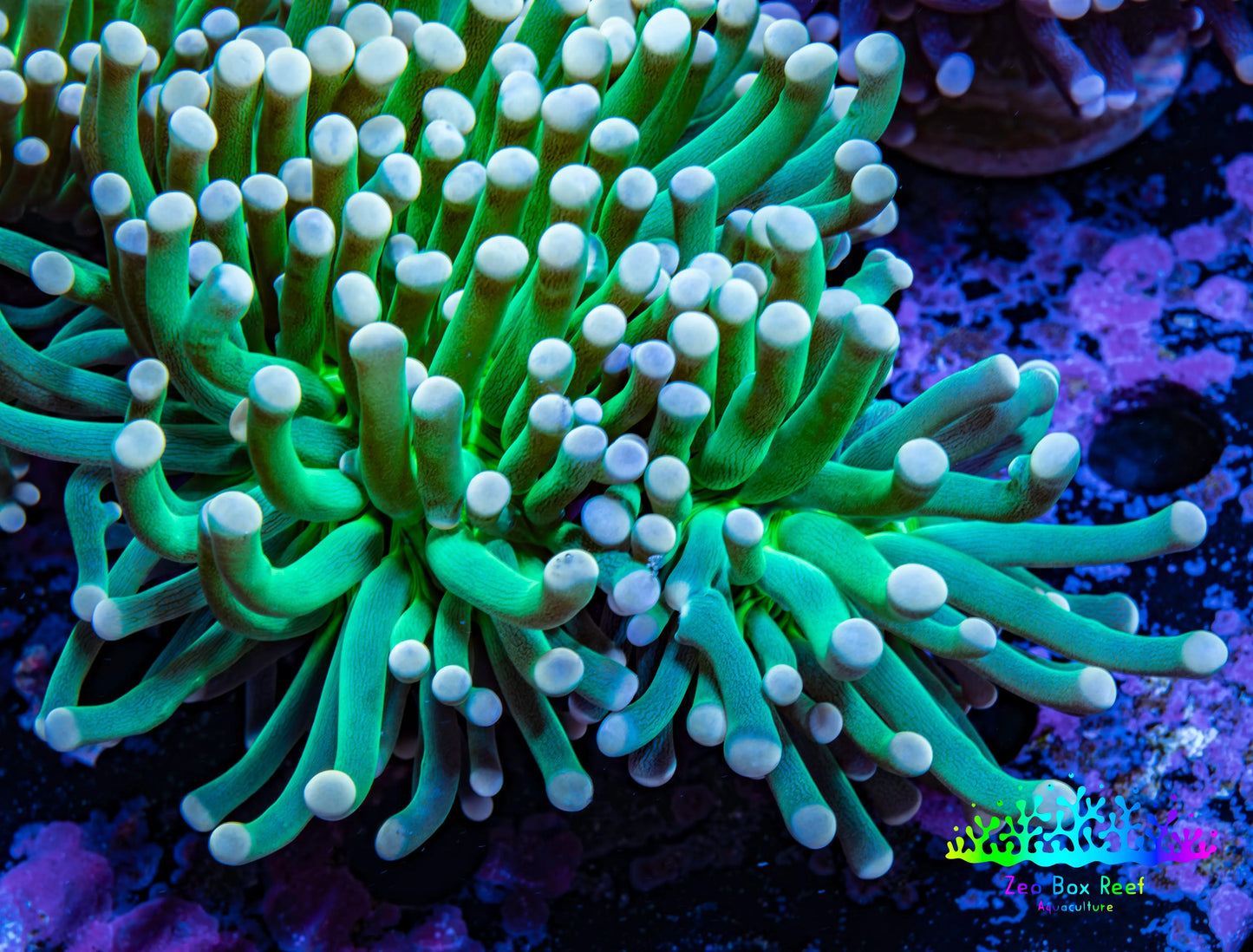 Torch Coral 6cm WYSIWYG B4R1B1 Torch Coral 6cm WYSIWYG B4R1B1 LPS Torch Coral 6cm WYSIWYG B4R1B1 Zeo Box Reef