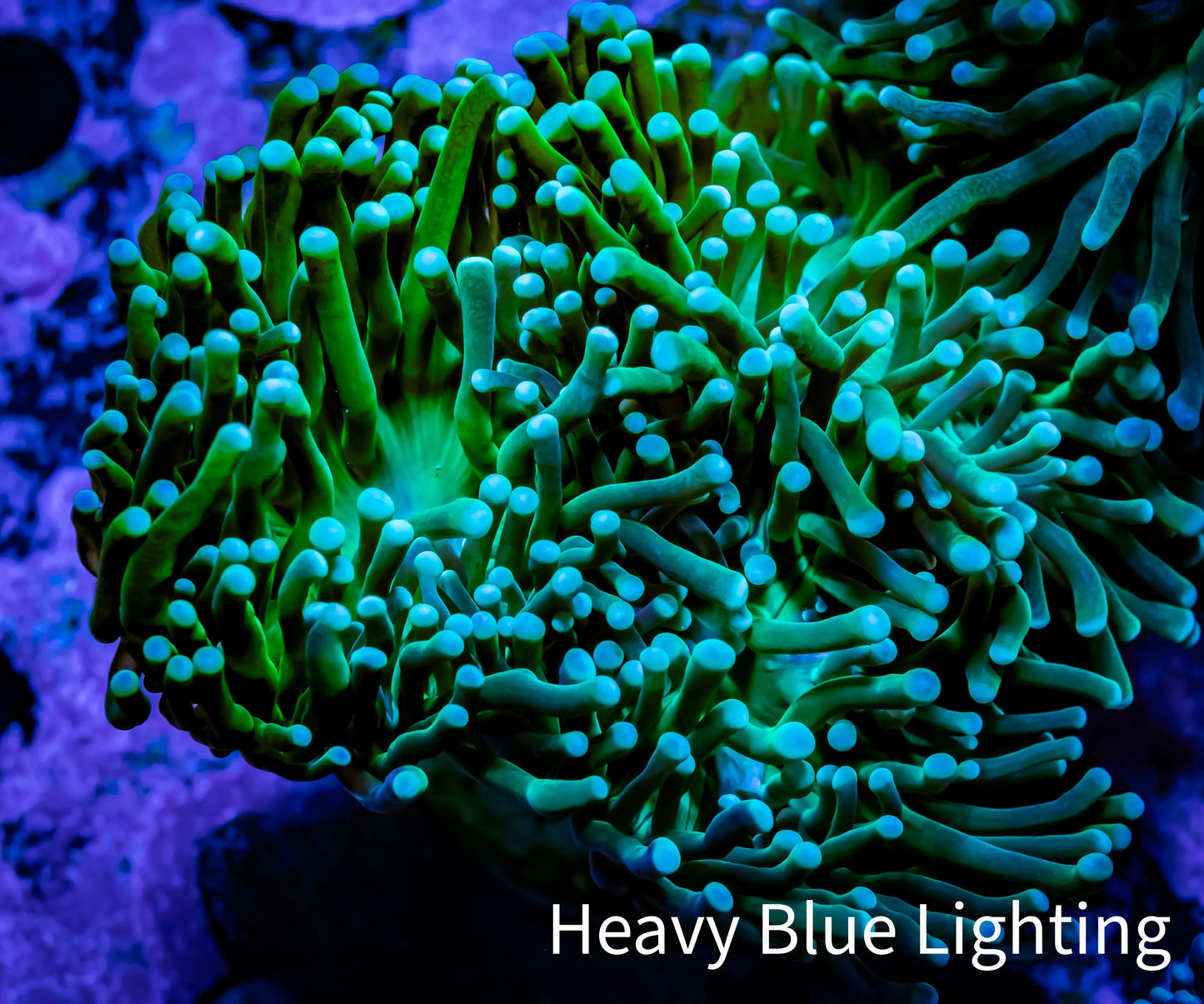 Torch Coral 6cm WYSIWYG C2R1B1 Torch Coral 6cm WYSIWYG C2R1B1 LPS Torch Coral 6cm WYSIWYG C2R1B1 Zeo Box Reef