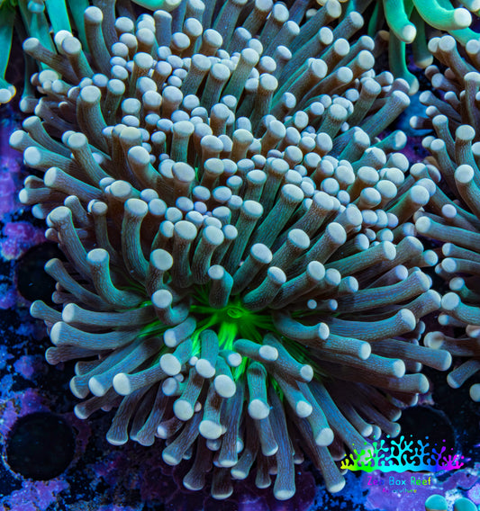 Torch Coral 6cm WYSIWYG C4R1B1 Torch Coral 6cm WYSIWYG C4R1B1 LPS Torch Coral 6cm WYSIWYG C4R1B1 Zeo Box Reef