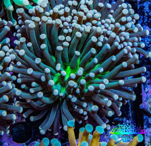 Torch Coral 6cm WYSIWYG C5R1B1 Torch Coral 6cm WYSIWYG C5R1B1 LPS Torch Coral 6cm WYSIWYG C5R1B1 Zeo Box Reef