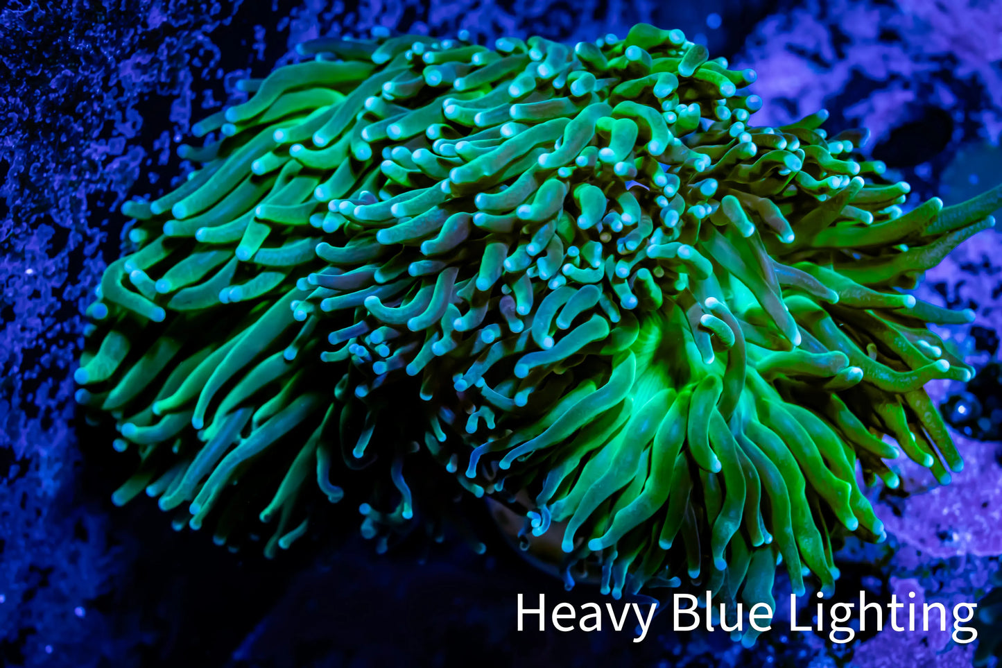Torch Coral 6cm WYSIWYG D1R1B1 Torch Coral 6cm WYSIWYG D1R1B1 LPS Torch Coral 6cm WYSIWYG D1R1B1 Zeo Box Reef