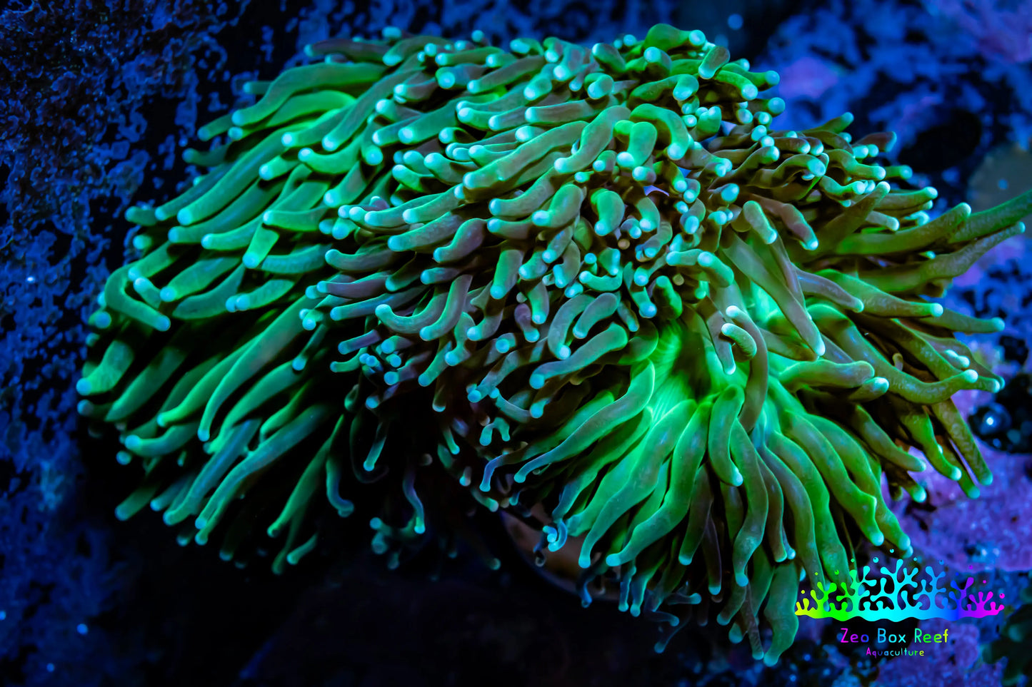 Torch Coral 6cm WYSIWYG D1R1B1 Torch Coral 6cm WYSIWYG D1R1B1 LPS Torch Coral 6cm WYSIWYG D1R1B1 Zeo Box Reef