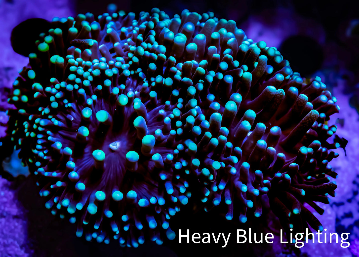Torch Coral 6cm WYSIWYG D2R1B1 Torch Coral 6cm WYSIWYG D2R1B1 LPS Torch Coral 6cm WYSIWYG D2R1B1 Zeo Box Reef
