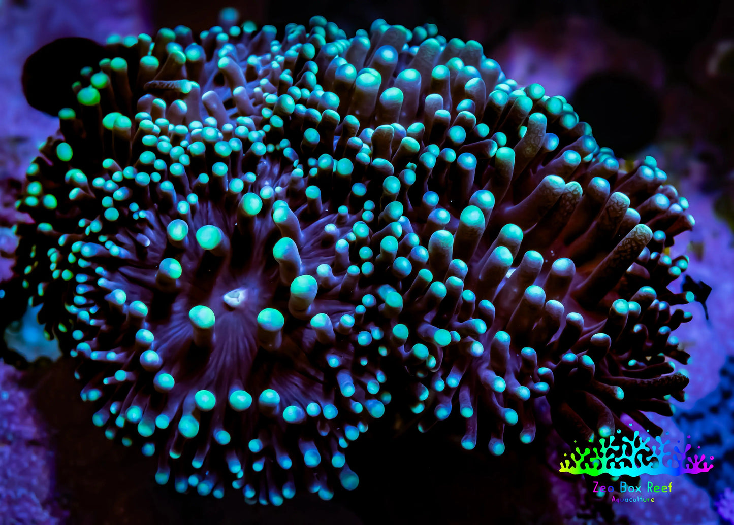 Torch Coral 6cm WYSIWYG D2R1B1 Torch Coral 6cm WYSIWYG D2R1B1 LPS Torch Coral 6cm WYSIWYG D2R1B1 Zeo Box Reef