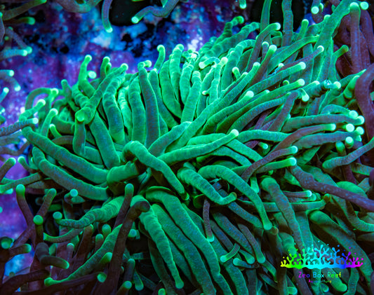 Torch Coral 6cm WYSIWYG D3R1B1 Torch Coral 6cm WYSIWYG D3R1B1 LPS Torch Coral 6cm WYSIWYG D3R1B1 Zeo Box Reef