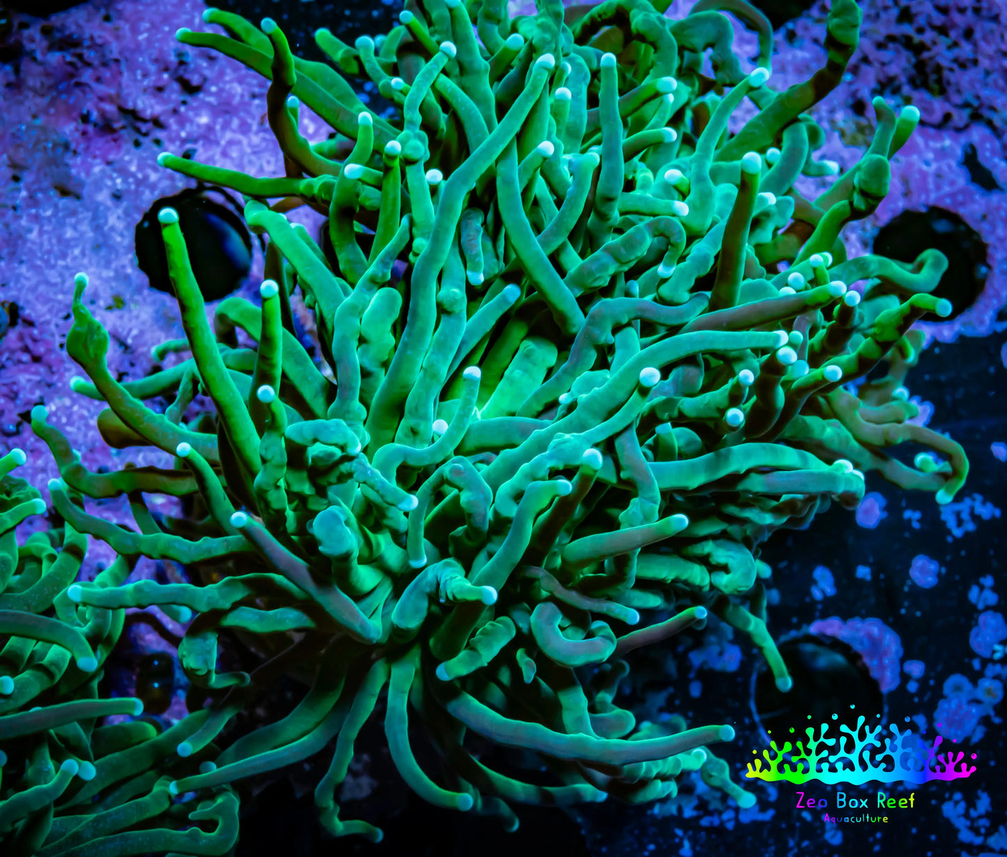 Torch Coral - 6cm WYSIWYG D5R1B1 Torch Coral - 6cm WYSIWYG D5R1B1 LPS Torch Coral - 6cm WYSIWYG D5R1B1 Zeo Box Reef