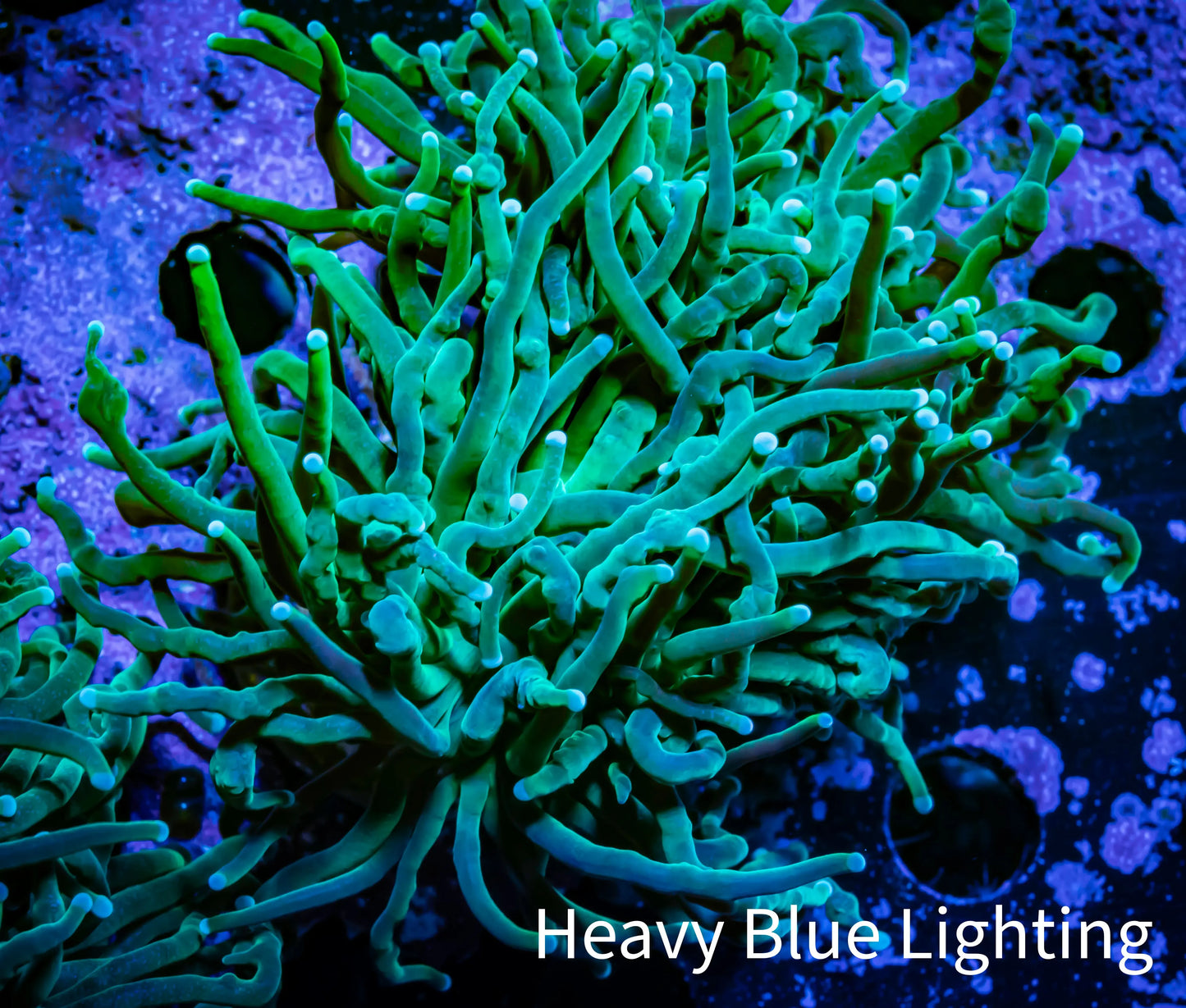 Torch Coral - 6cm WYSIWYG D5R1B1 Torch Coral - 6cm WYSIWYG D5R1B1 LPS Torch Coral - 6cm WYSIWYG D5R1B1 Zeo Box Reef