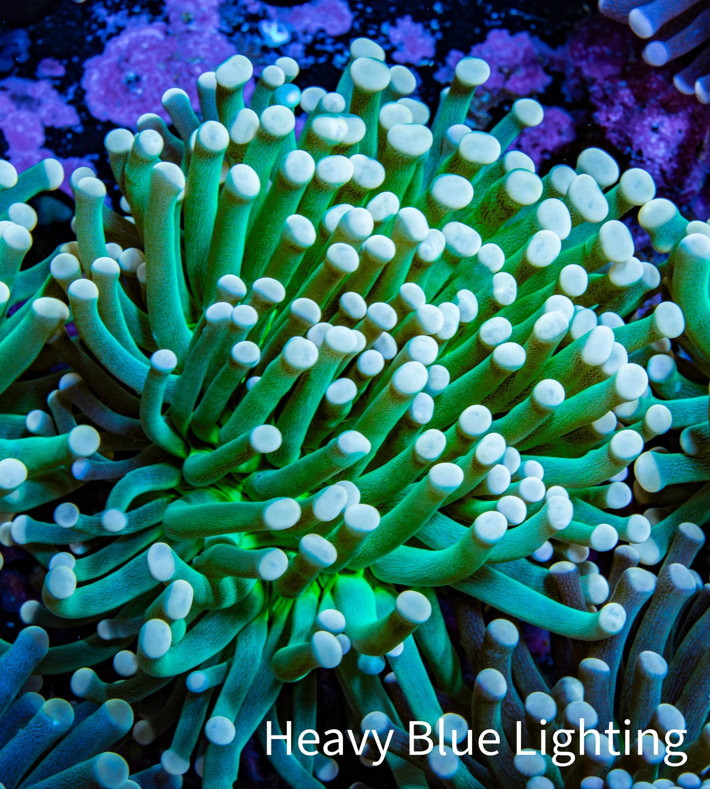 Torch Coral 7cm WYSIWYG B3R1B1 Torch Coral 7cm WYSIWYG B3R1B1 LPS Torch Coral 7cm WYSIWYG B3R1B1 Zeo Box Reef