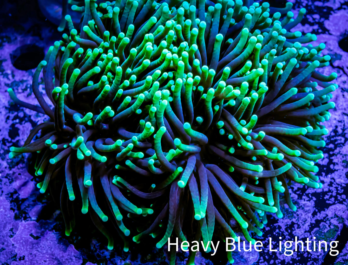 Torch Coral 8cm WYSIWYG A1R1B1 Torch Coral 8cm WYSIWYG A1R1B1 LPS Torch Coral 8cm WYSIWYG A1R1B1 Zeo Box Reef
