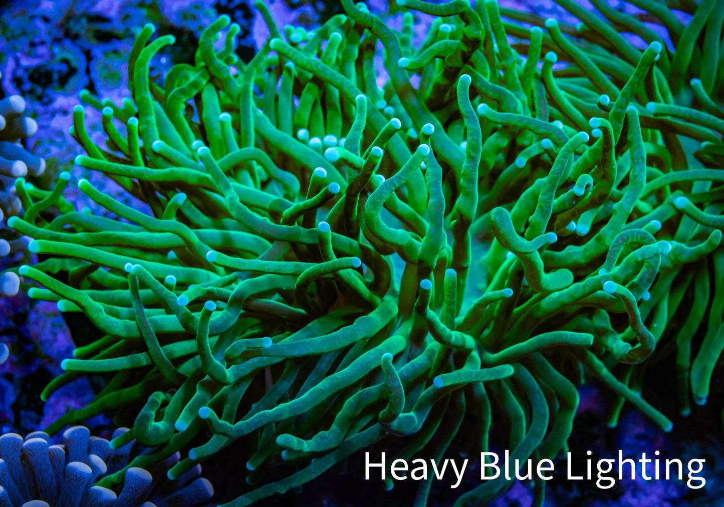 Torch Coral 8cm WYSIWYG A1R2B1 Torch Coral 8cm WYSIWYG A1R2B1 LPS Torch Coral 8cm WYSIWYG A1R2B1 Zeo Box Reef
