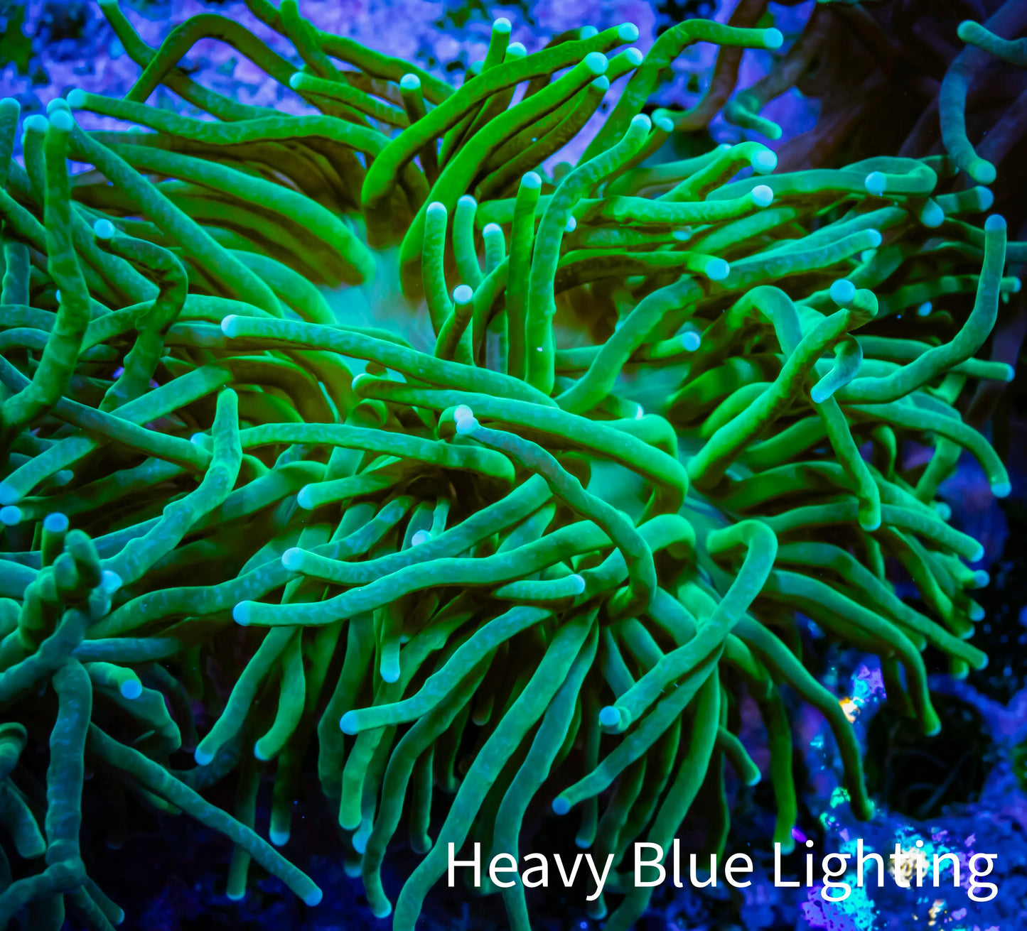 Torch Coral 8cm WYSIWYG A2R2B1 Torch Coral 8cm WYSIWYG A2R2B1 LPS Torch Coral 8cm WYSIWYG A2R2B1 Zeo Box Reef