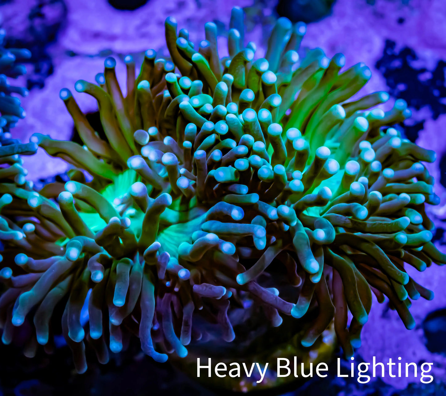 Torch Coral - Blue Tip Green Base 6cm WYSIWYG Torch Coral - Blue Tip Green Base 6cm WYSIWYG LPS Torch Coral - Blue Tip Green Base 6cm WYSIWYG Zeo Box Reef