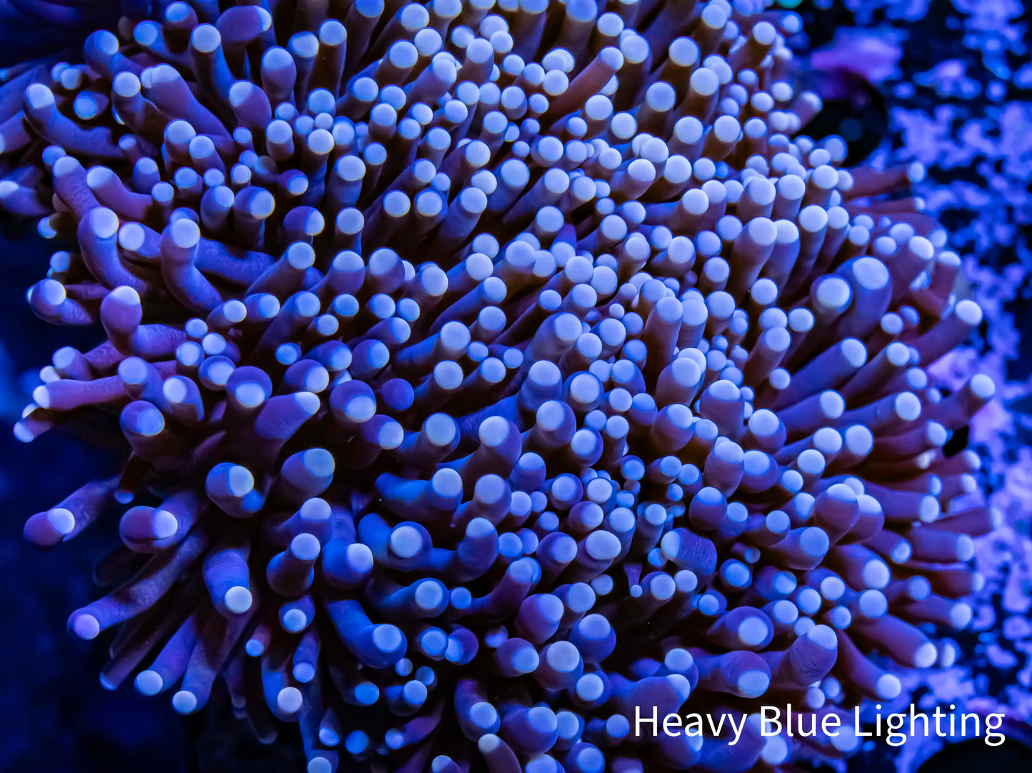Torch Coral - Pink Tip WYSIWYG Torch Coral - Pink Tip WYSIWYG LPS Torch Coral - Pink Tip WYSIWYG Zeo Box Reef