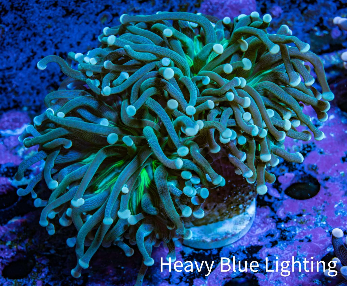 Torch Coral WYSIWYG 6cm D1R1B1 Torch Coral WYSIWYG 6cm D1R1B1 LPS Torch Coral WYSIWYG 6cm D1R1B1 Zeo Box Reef