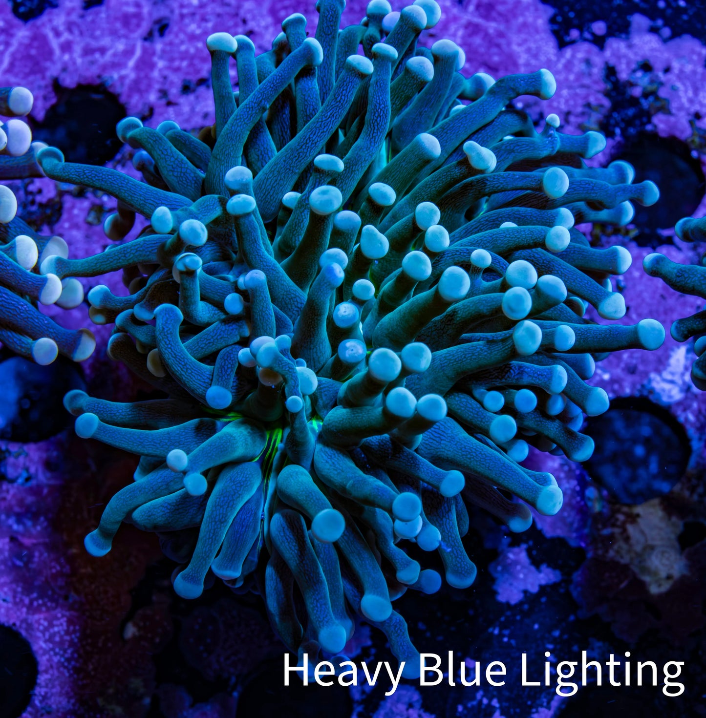 Torch Coral WYSIWYG 6cm D2R1B1 Torch Coral WYSIWYG 6cm D2R1B1 LPS Torch Coral WYSIWYG 6cm D2R1B1 Zeo Box Reef