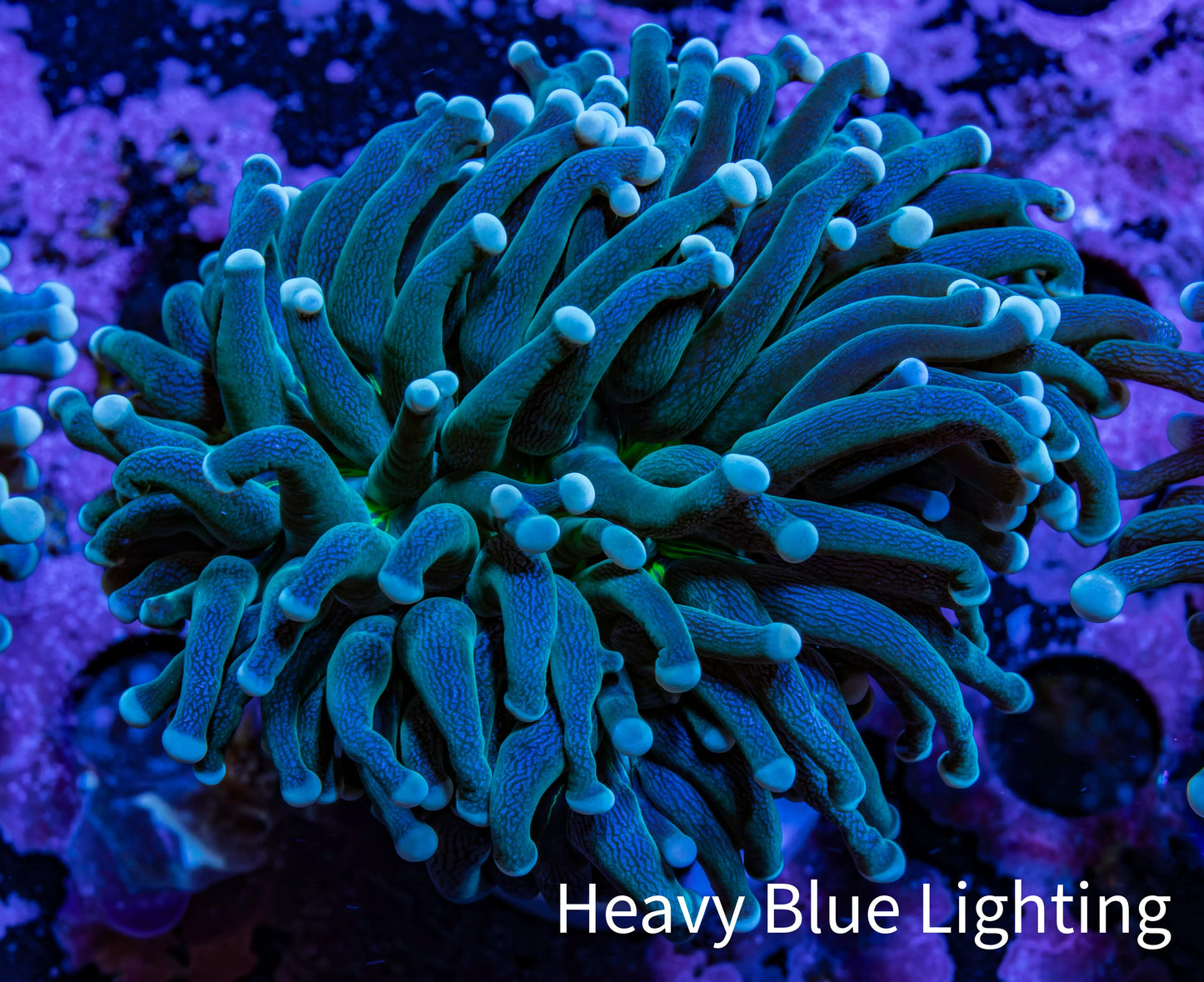 Torch Coral WYSIWYG 6cm D3R1B1 Torch Coral WYSIWYG 6cm D3R1B1 LPS Torch Coral WYSIWYG 6cm D3R1B1 Zeo Box Reef