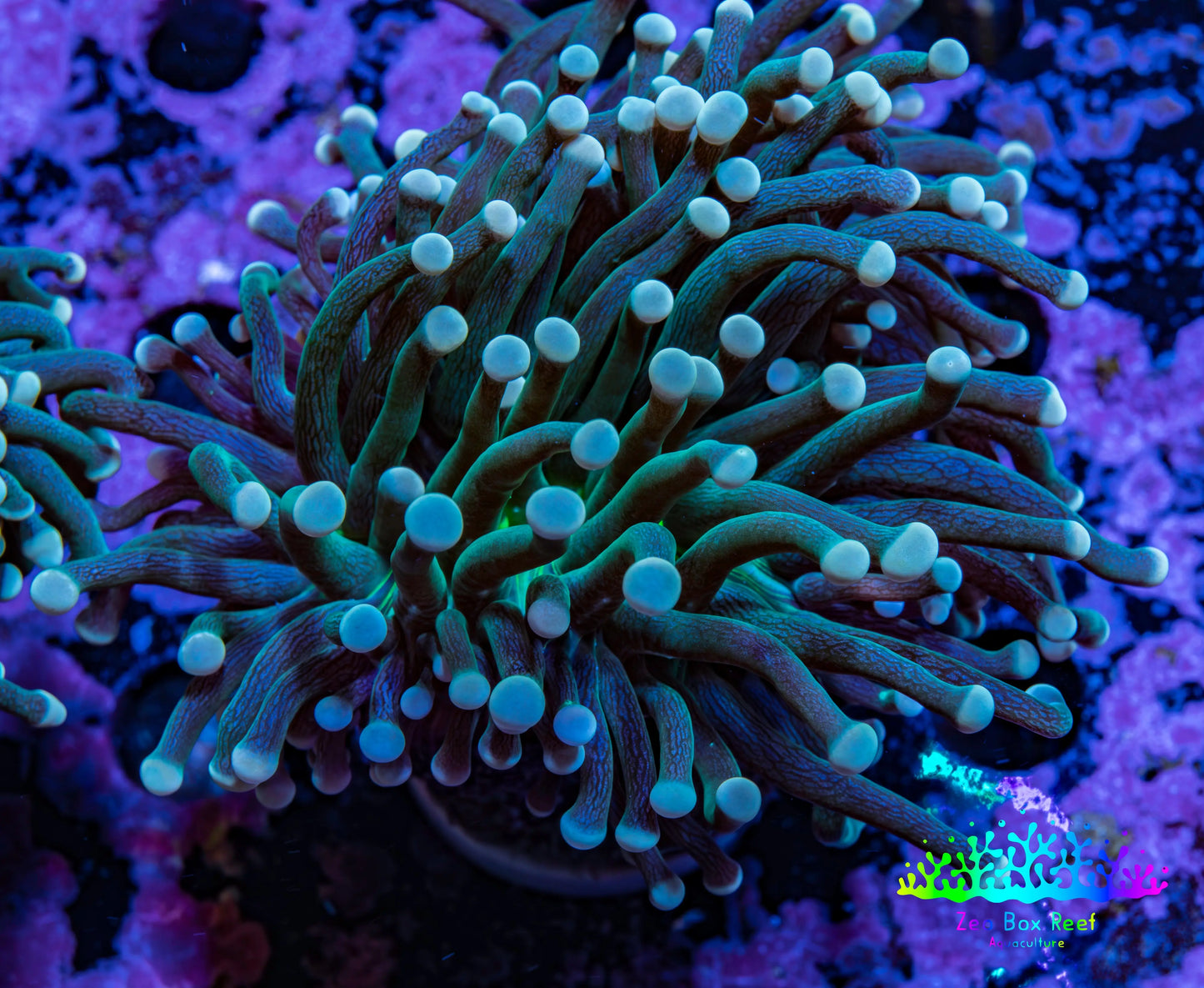Torch Coral WYSIWYG 6cm D4R1B1 Torch Coral WYSIWYG 6cm D4R1B1 LPS Torch Coral WYSIWYG 6cm D4R1B1 Zeo Box Reef