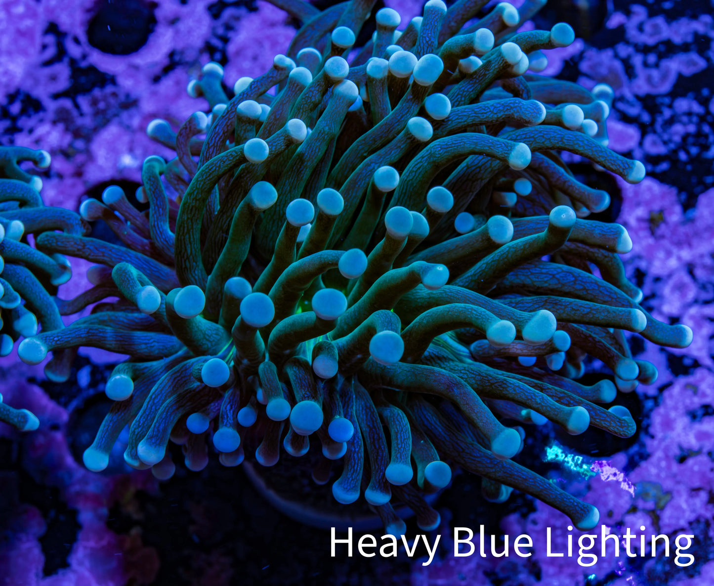 Torch Coral WYSIWYG 6cm D4R1B1 Torch Coral WYSIWYG 6cm D4R1B1 LPS Torch Coral WYSIWYG 6cm D4R1B1 Zeo Box Reef