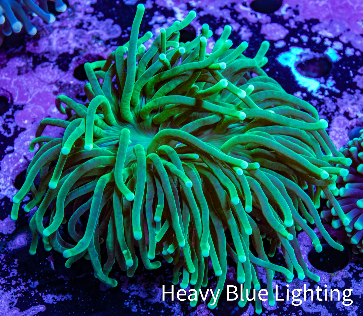 Torch Coral WYSIWYG 7cm D11R!B1 Torch Coral WYSIWYG 7cm D11R!B1 LPS Torch Coral WYSIWYG 7cm D11R!B1 Zeo Box Reef