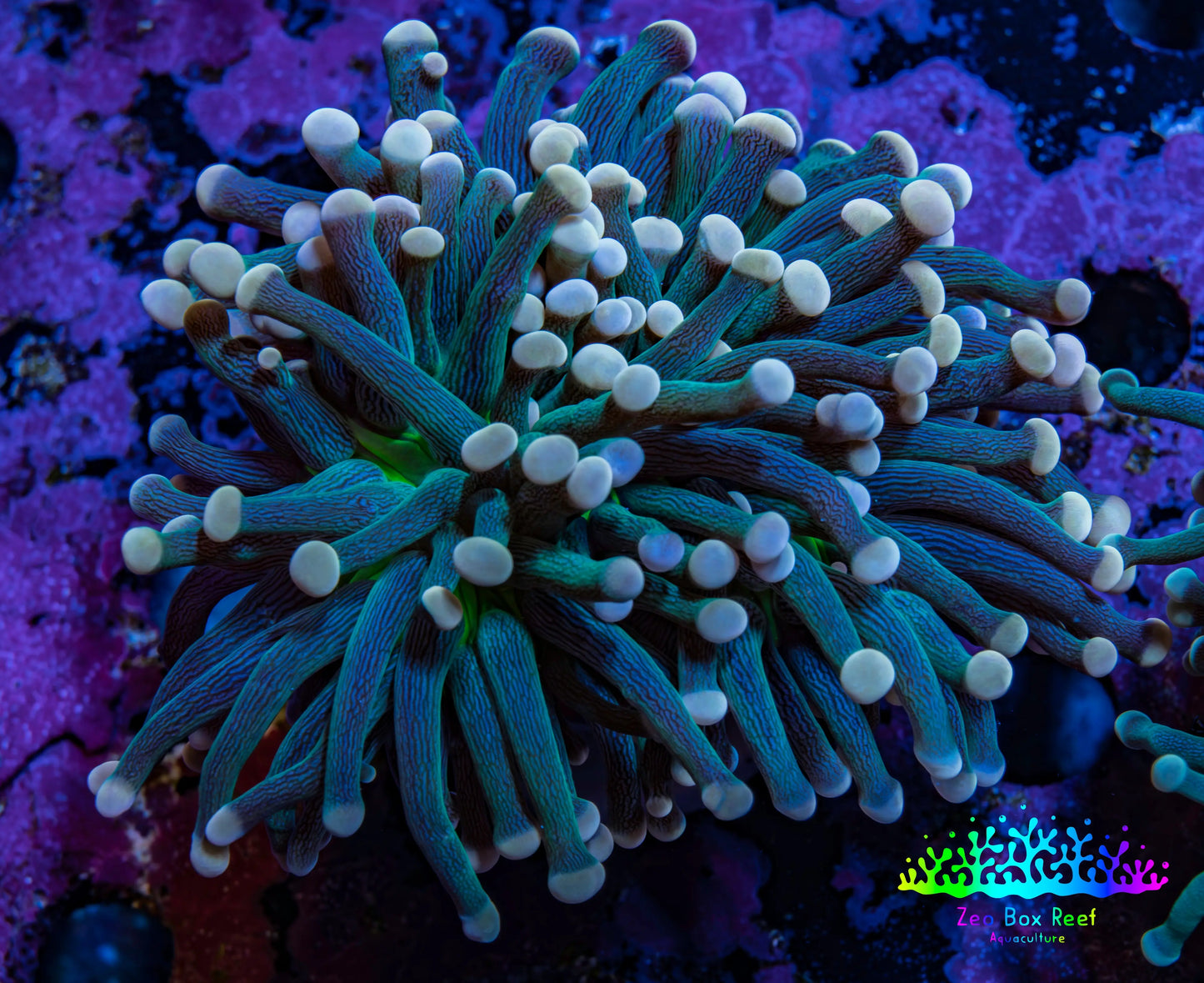 Torch Coral WYSIWYG 7cm D1R1B1 Torch Coral WYSIWYG 7cm D1R1B1 LPS Torch Coral WYSIWYG 7cm D1R1B1 Zeo Box Reef