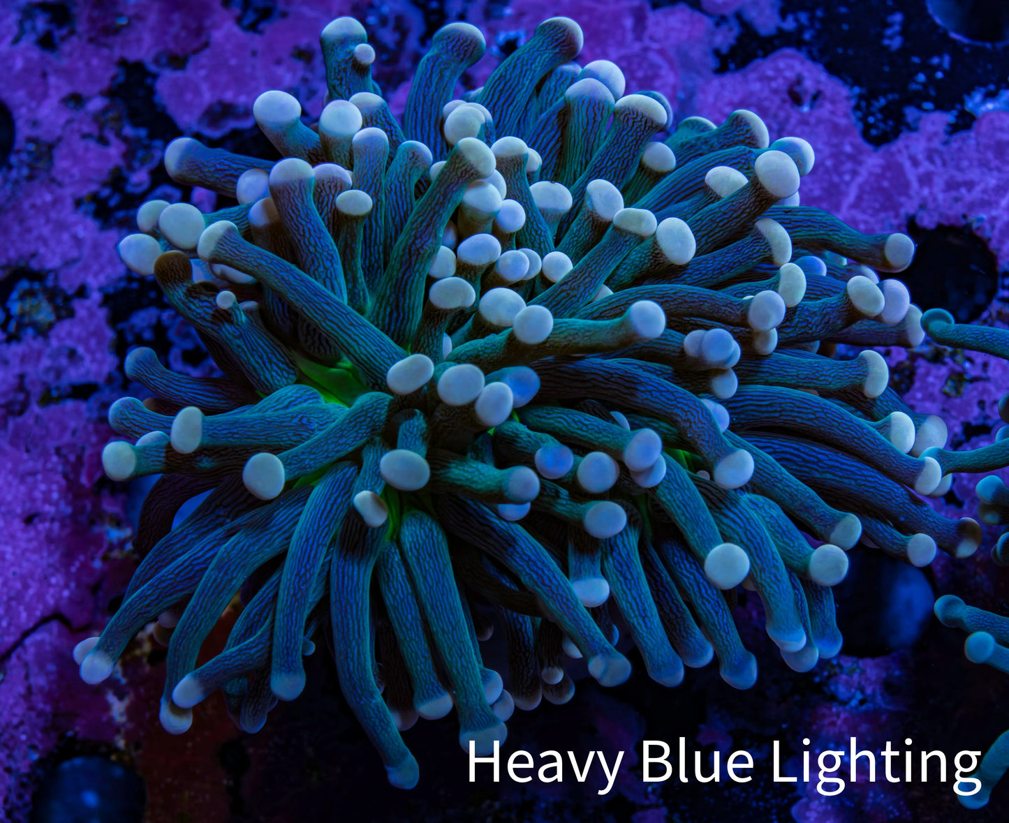 Torch Coral WYSIWYG 7cm D1R1B1 Torch Coral WYSIWYG 7cm D1R1B1 LPS Torch Coral WYSIWYG 7cm D1R1B1 Zeo Box Reef