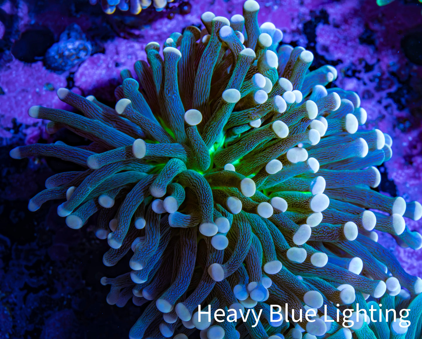 Torch Coral WYSIWYG 7cm D7R!B1 Torch Coral WYSIWYG 7cm D7R!B1 LPS Torch Coral WYSIWYG 7cm D7R!B1 Zeo Box Reef