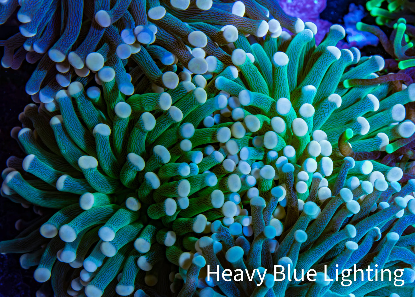Torch Coral WYSIWYG 7cm D8R!B1 Torch Coral WYSIWYG 7cm D8R!B1 LPS Torch Coral WYSIWYG 7cm D8R!B1 Zeo Box Reef