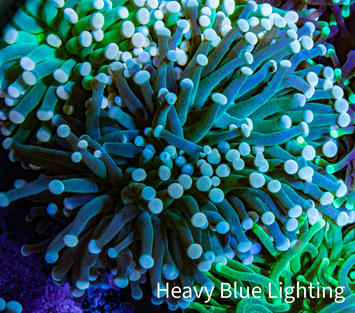 Torch Coral WYSIWYG 7cm D9R!B1 Torch Coral WYSIWYG 7cm D9R!B1 LPS Torch Coral WYSIWYG 7cm D9R!B1 Zeo Box Reef