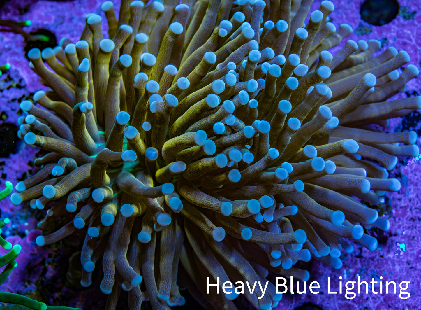 Torch Coral WYSIWYG 7cm Torch Coral WYSIWYG 7cm LPS Torch Coral WYSIWYG 7cm Zeo Box Reef