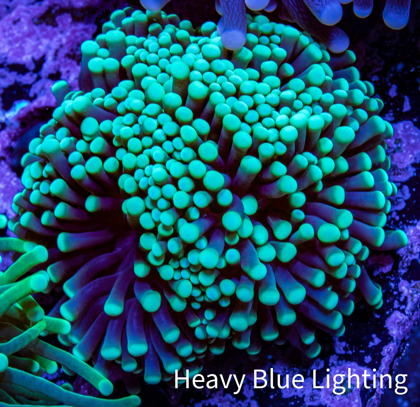 Torch Coral WYSIWYG cm C11R!B1 Torch Coral WYSIWYG cm C11R!B1 LPS Torch Coral WYSIWYG cm C11R!B1 Zeo Box Reef