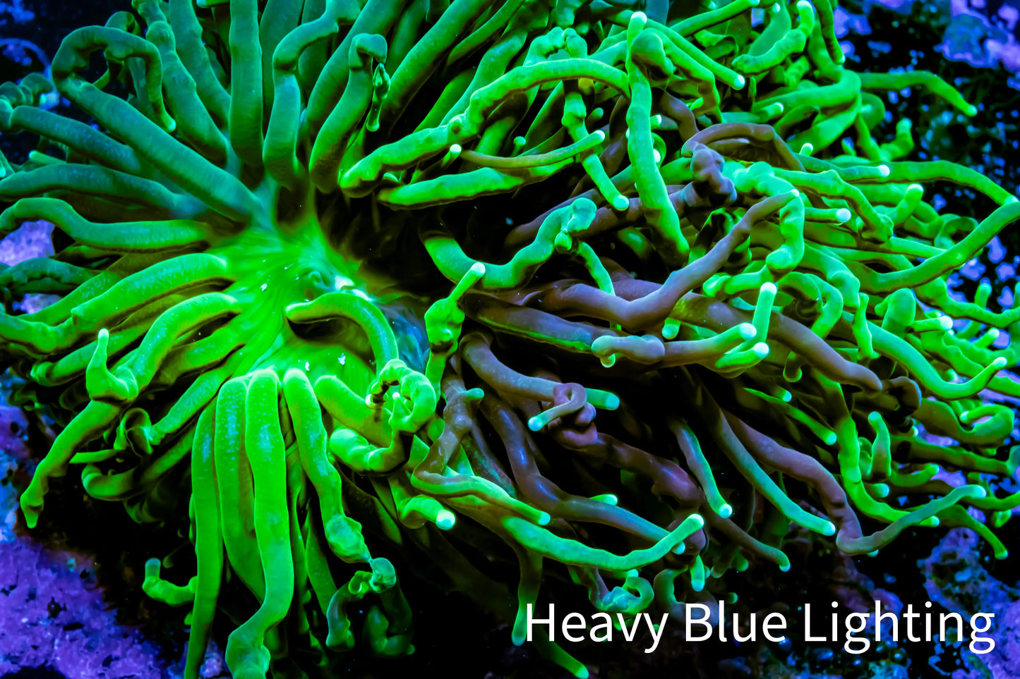 Torch Coral -🤩 Natural Graft 8cm WYSIWYG A2R2B1 Torch Coral -🤩 Natural Graft 8cm WYSIWYG A2R2B1 LPS Torch Coral -🤩 Natural Graft 8cm WYSIWYG A2R2B1 Zeo Box Reef