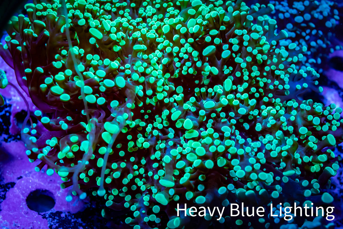 Toxic Green Tip Frogspawn Coral - WYSIWYG 8cm C5R5B1 Toxic Green Tip Frogspawn Coral - WYSIWYG 8cm C5R5B1 LPS Toxic Green Tip Frogspawn Coral - WYSIWYG 8cm C5R5B1 Zeo Box Reef