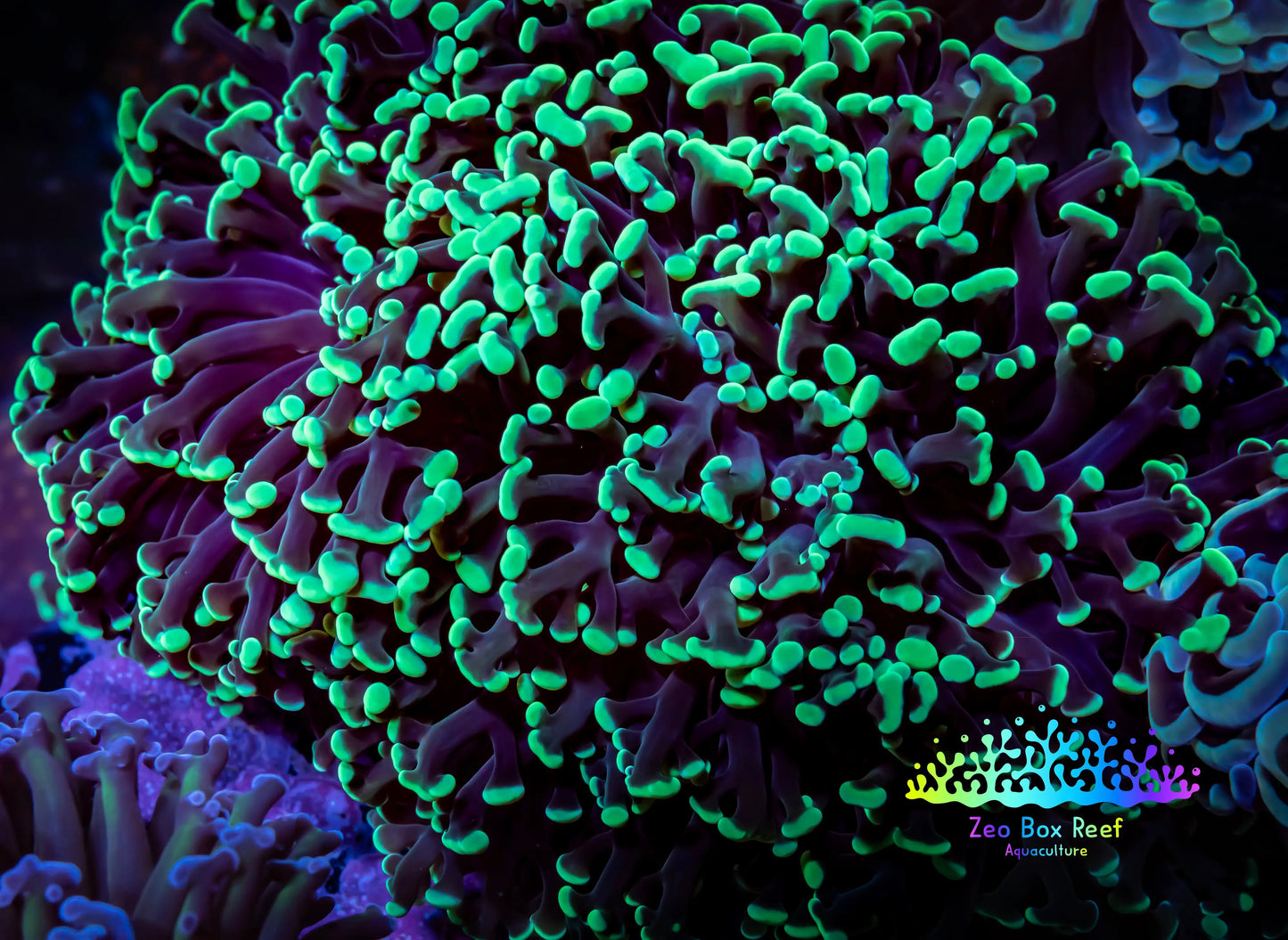 Toxic Green Tip Hammer Coral -  WYSIWYG 9cm A5R6B1 Toxic Green Tip Hammer Coral -  WYSIWYG 9cm A5R6B1 Aquarium Decor Toxic Green Tip Hammer Coral -  WYSIWYG 9cm A5R6B1 Zeo Box Reef