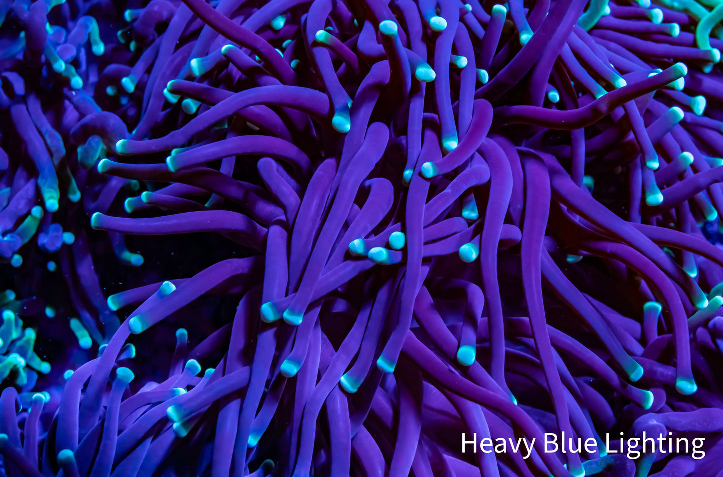 Toxic Green Tip Torch Coral 6cm Toxic Green Tip Torch Coral 6cm LPS Toxic Green Tip Torch Coral 6cm Zeo Box Reef