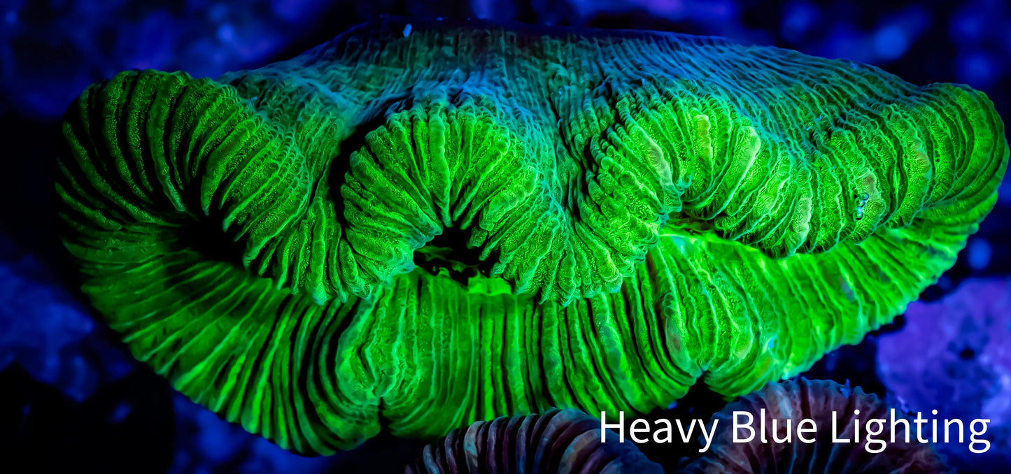 Trachyphyllia- Trachy WYSIWYG 4cm Trachyphyllia- Trachy WYSIWYG 4cm LPS Trachyphyllia- Trachy WYSIWYG 4cm Zeo Box Reef