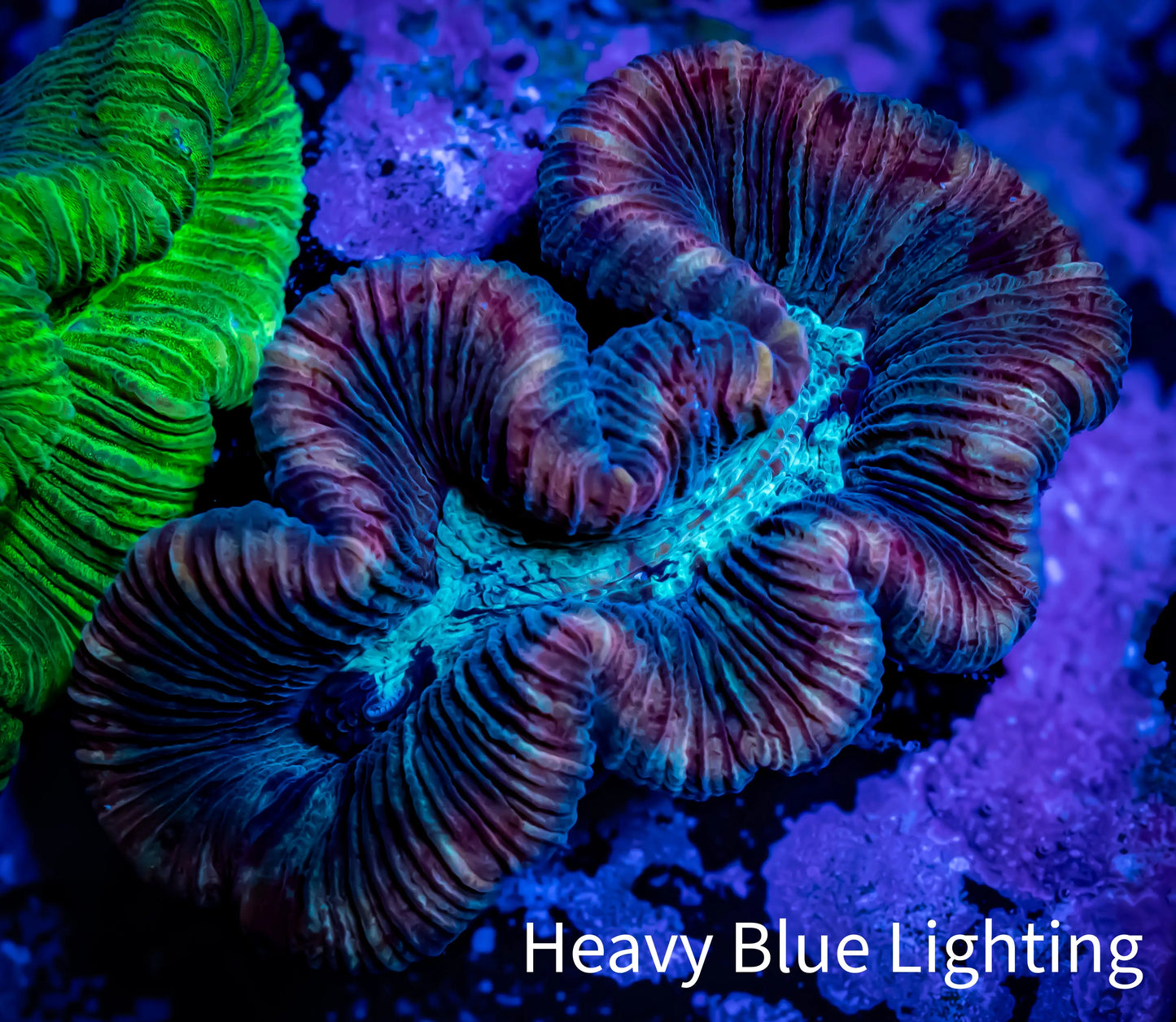 Trachyphyllia- Trachy WYSIWYG 5cm Trachyphyllia- Trachy WYSIWYG 5cm LPS Trachyphyllia- Trachy WYSIWYG 5cm Zeo Box Reef