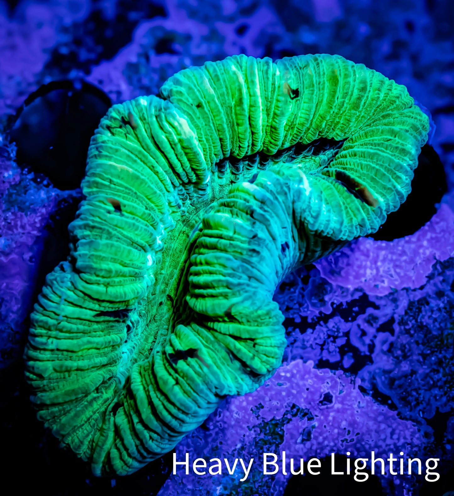 Trachyphyllia- Trachy WYSIWYG 5cm Trachyphyllia- Trachy WYSIWYG 5cm LPS Trachyphyllia- Trachy WYSIWYG 5cm Zeo Box Reef