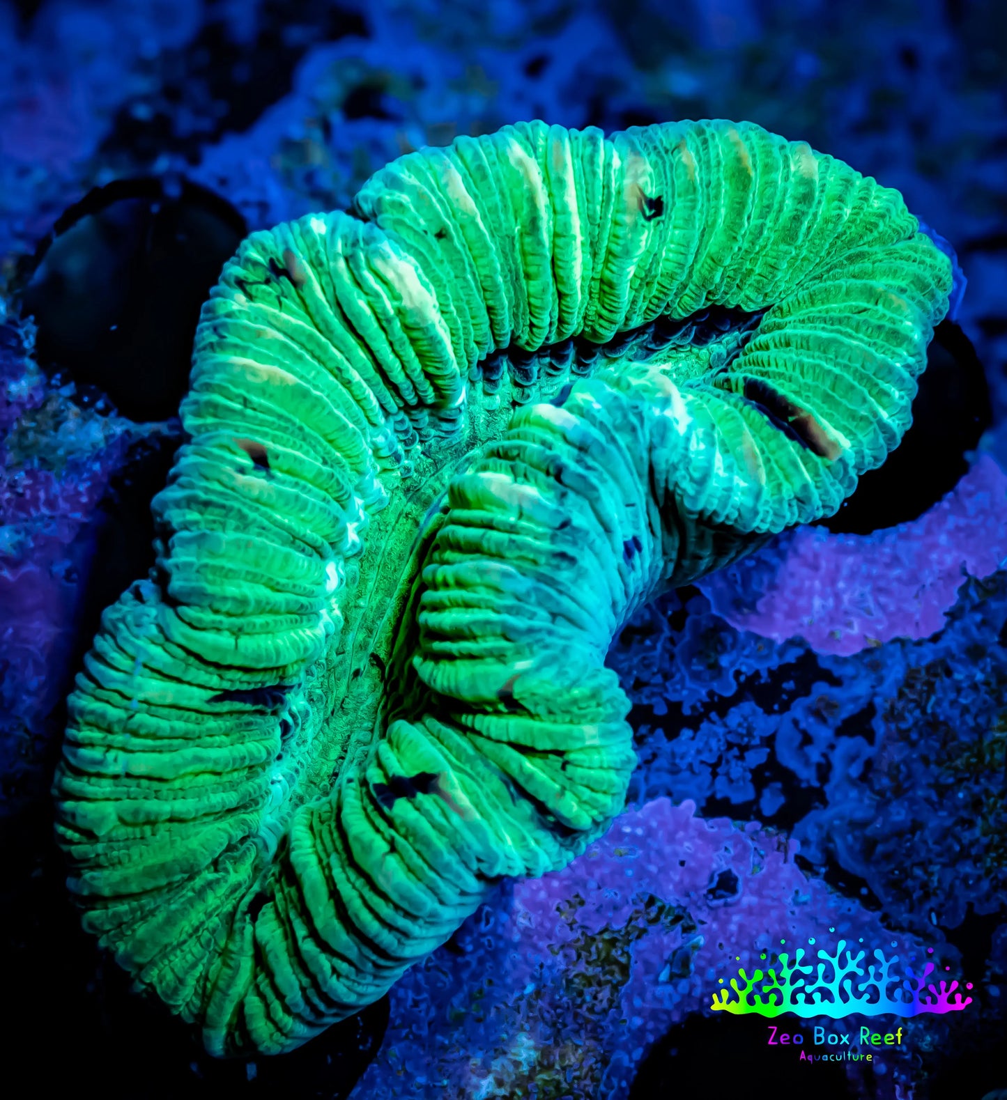 Trachyphyllia- Trachy WYSIWYG 5cm Trachyphyllia- Trachy WYSIWYG 5cm LPS Trachyphyllia- Trachy WYSIWYG 5cm Zeo Box Reef