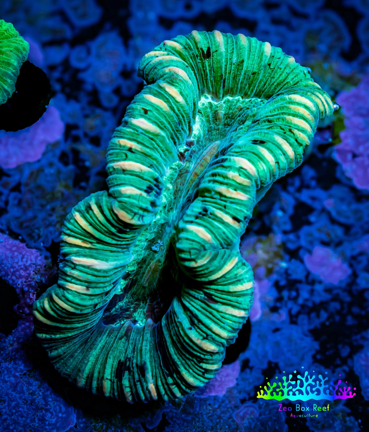 Trachyphyllia- Trachy WYSIWYG 5cm Trachyphyllia- Trachy WYSIWYG 5cm LPS Trachyphyllia- Trachy WYSIWYG 5cm Zeo Box Reef