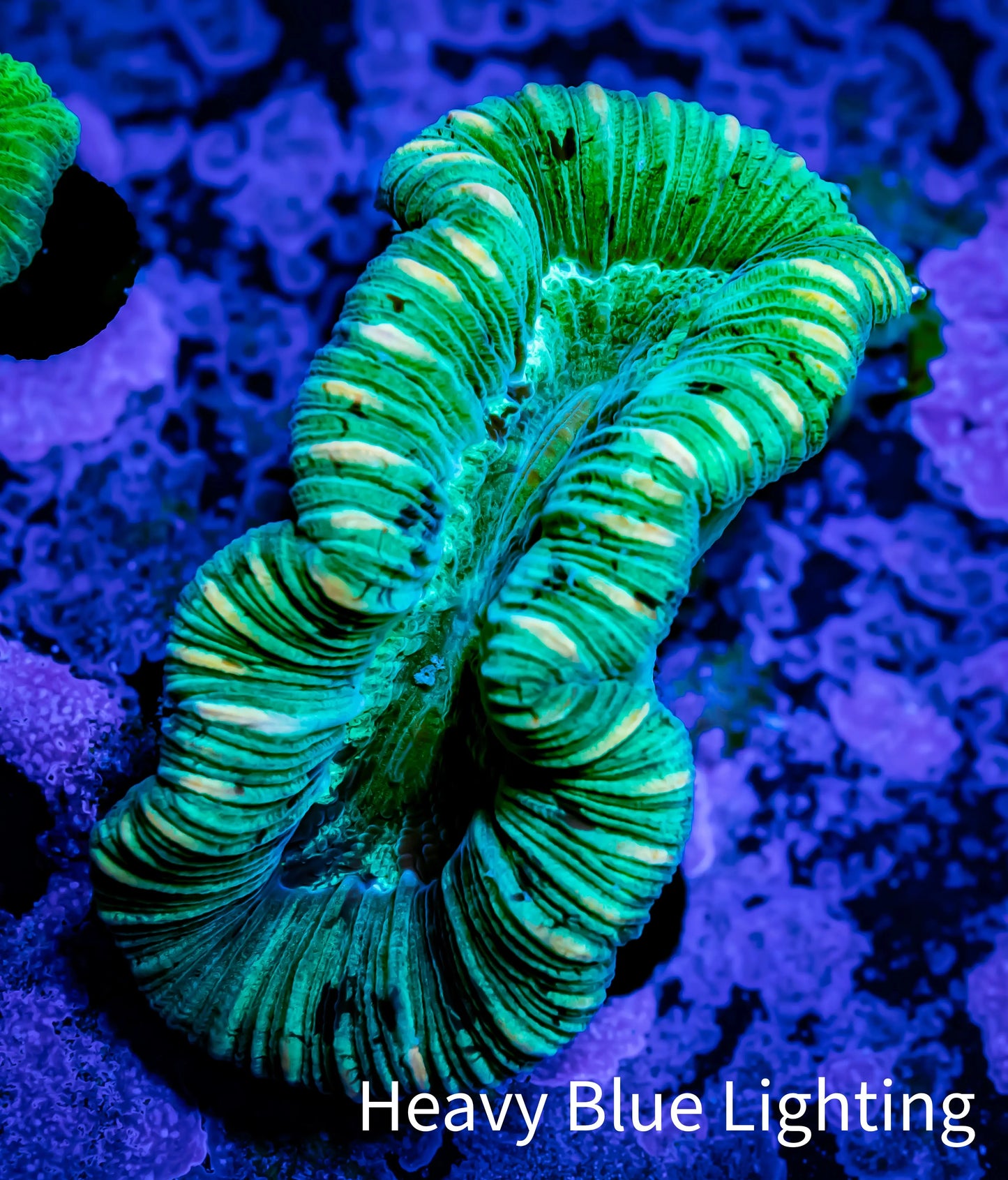 Trachyphyllia- Trachy WYSIWYG 5cm Trachyphyllia- Trachy WYSIWYG 5cm LPS Trachyphyllia- Trachy WYSIWYG 5cm Zeo Box Reef