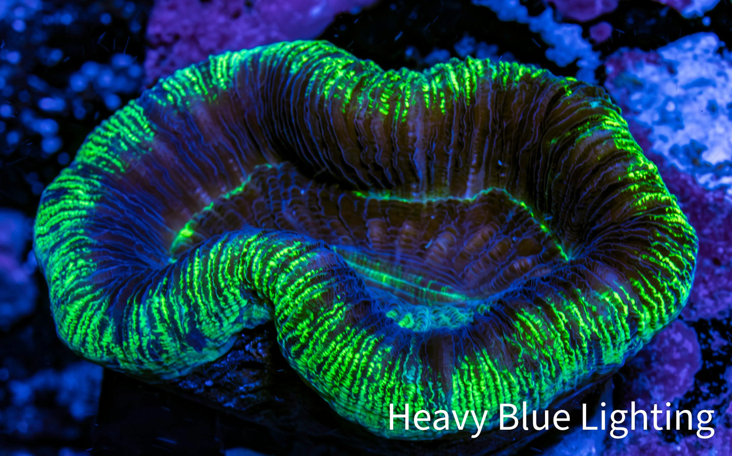 Trachyphyllia- Ultra Trachy WYSIWYG 5cm Trachyphyllia- Ultra Trachy WYSIWYG 5cm LPS Trachyphyllia- Ultra Trachy WYSIWYG 5cm Zeo Box Reef