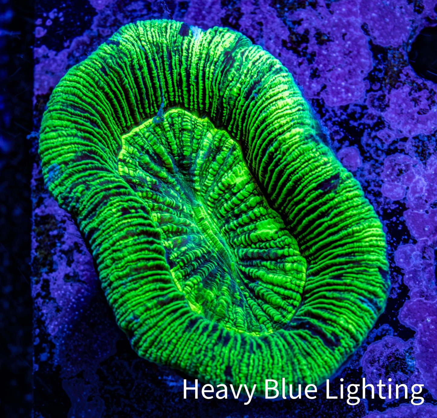 Trachyphyllia- Ultra Trachy WYSIWYG 5cm Trachyphyllia- Ultra Trachy WYSIWYG 5cm LPS Trachyphyllia- Ultra Trachy WYSIWYG 5cm Zeo Box Reef