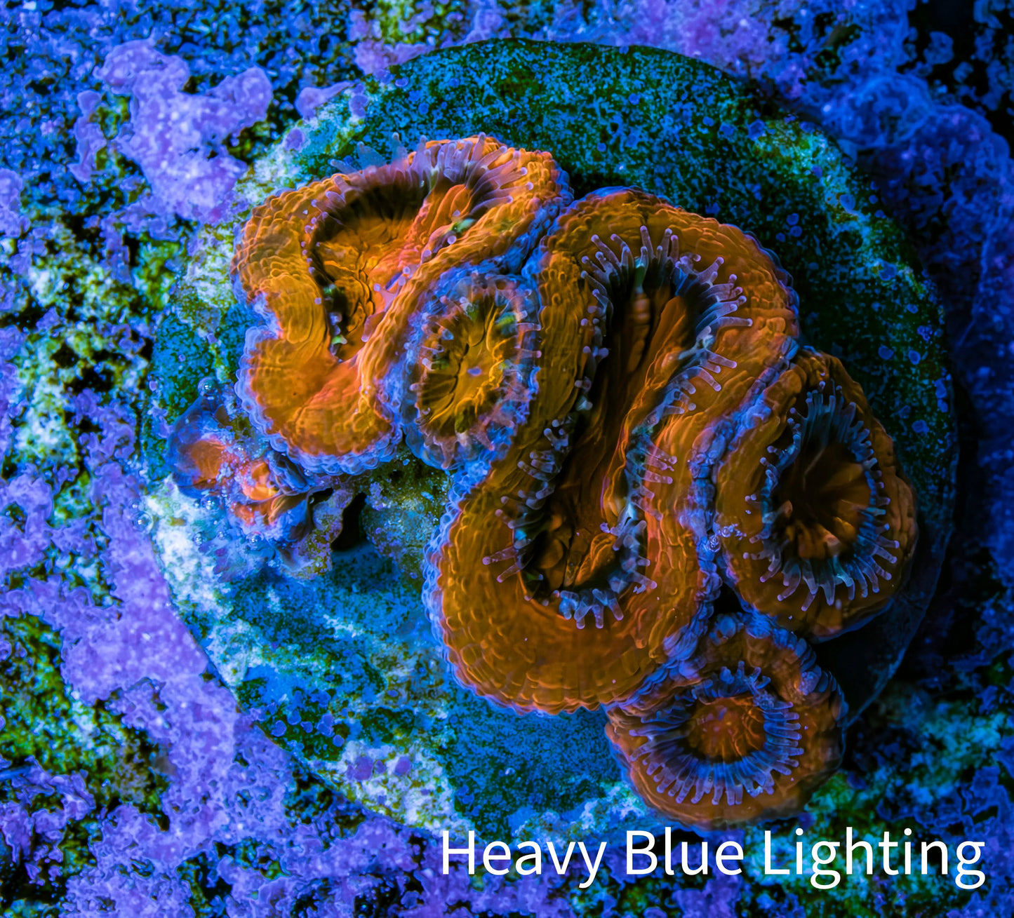 Ultra Acan Coral Frag WYSIWYG B11R2B2 Ultra Acan Coral Frag WYSIWYG B11R2B2 LPS Coral Ultra Acan Coral Frag WYSIWYG B11R2B2 Zeo Box Reef