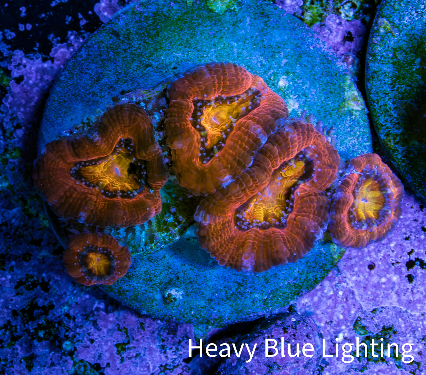 Ultra Acan Coral Frag WYSIWYG C21R2B2 Ultra Acan Coral Frag WYSIWYG C21R2B2 LPS Coral Ultra Acan Coral Frag WYSIWYG C21R2B2 Zeo Box Reef