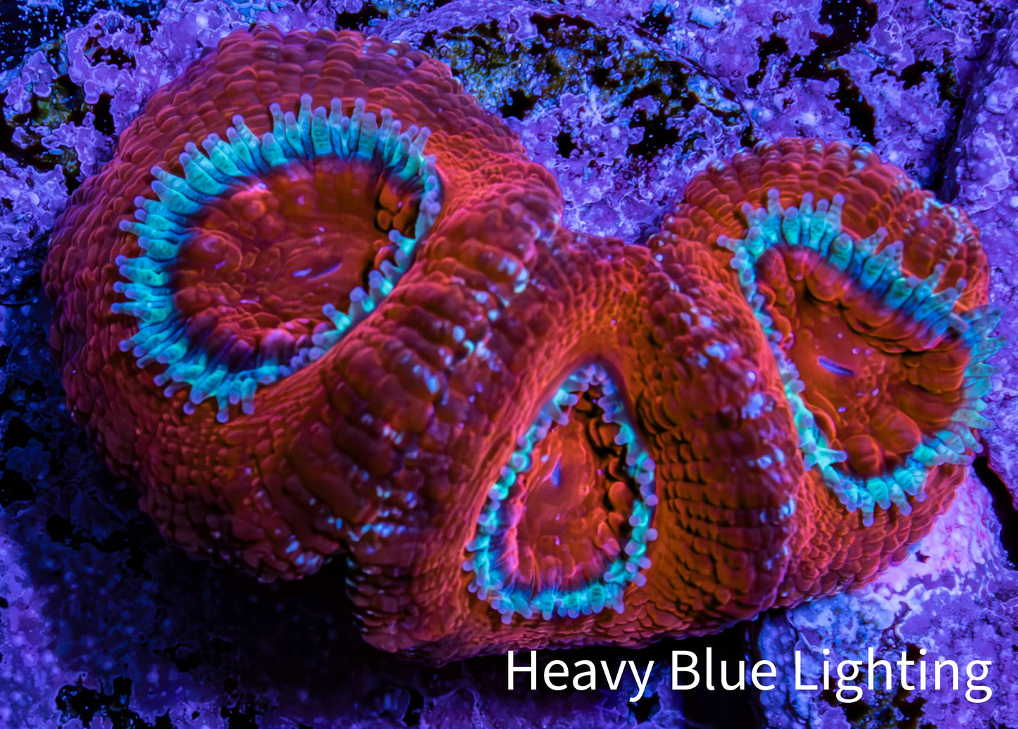 Ultra Acan Coral Frag WYSIWYG E1R2B1 Ultra Acan Coral Frag WYSIWYG E1R2B1 LPS Coral Ultra Acan Coral Frag WYSIWYG E1R2B1 Zeo Box Reef