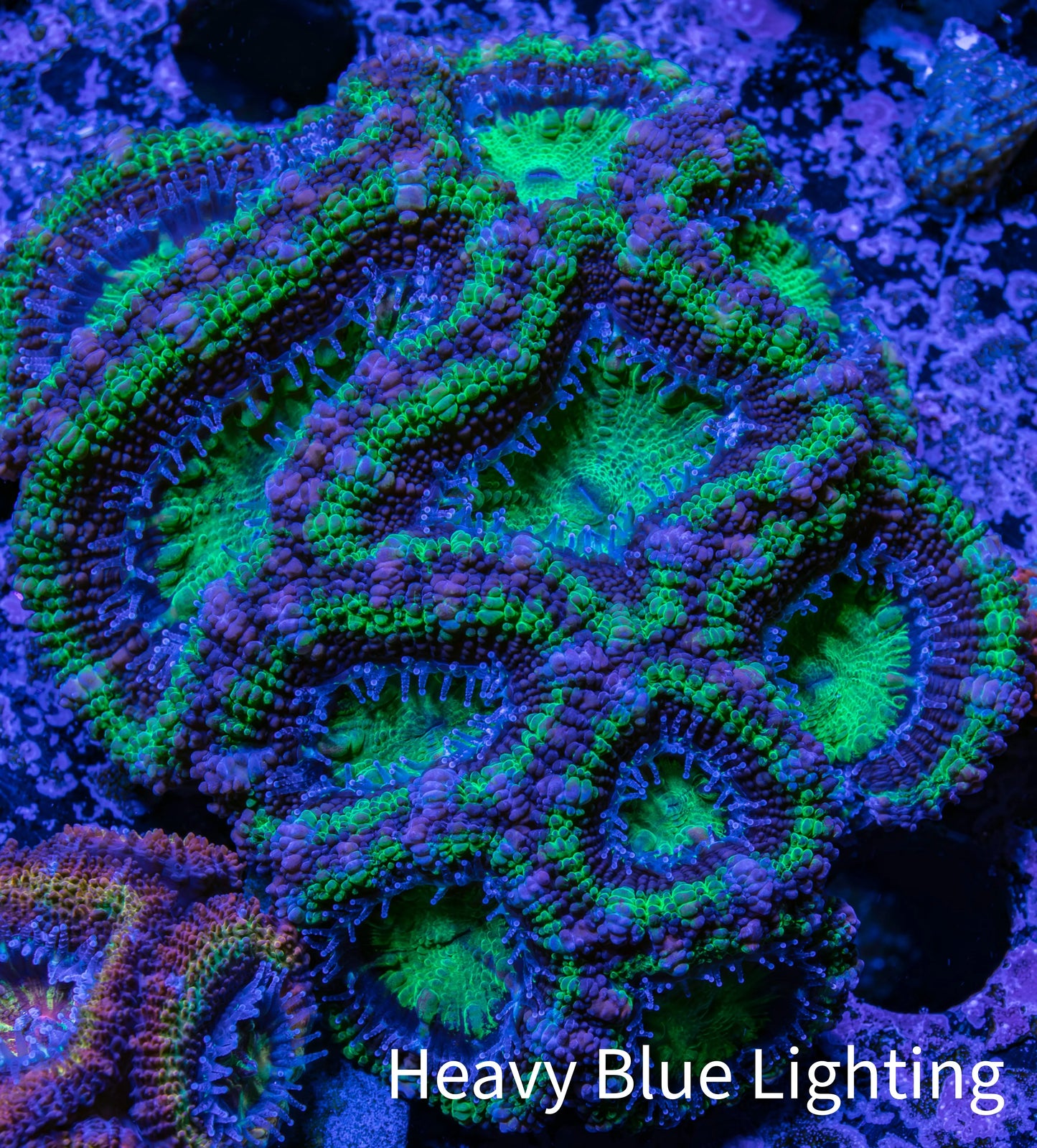 Ultra Acan Coral - Micromussa Lordhowensis - A1R2B1 7cm Ultra Acan Coral - Micromussa Lordhowensis - A1R2B1 7cm LPS Coral Ultra Acan Coral - Micromussa Lordhowensis - A1R2B1 7cm Zeo Box Reef