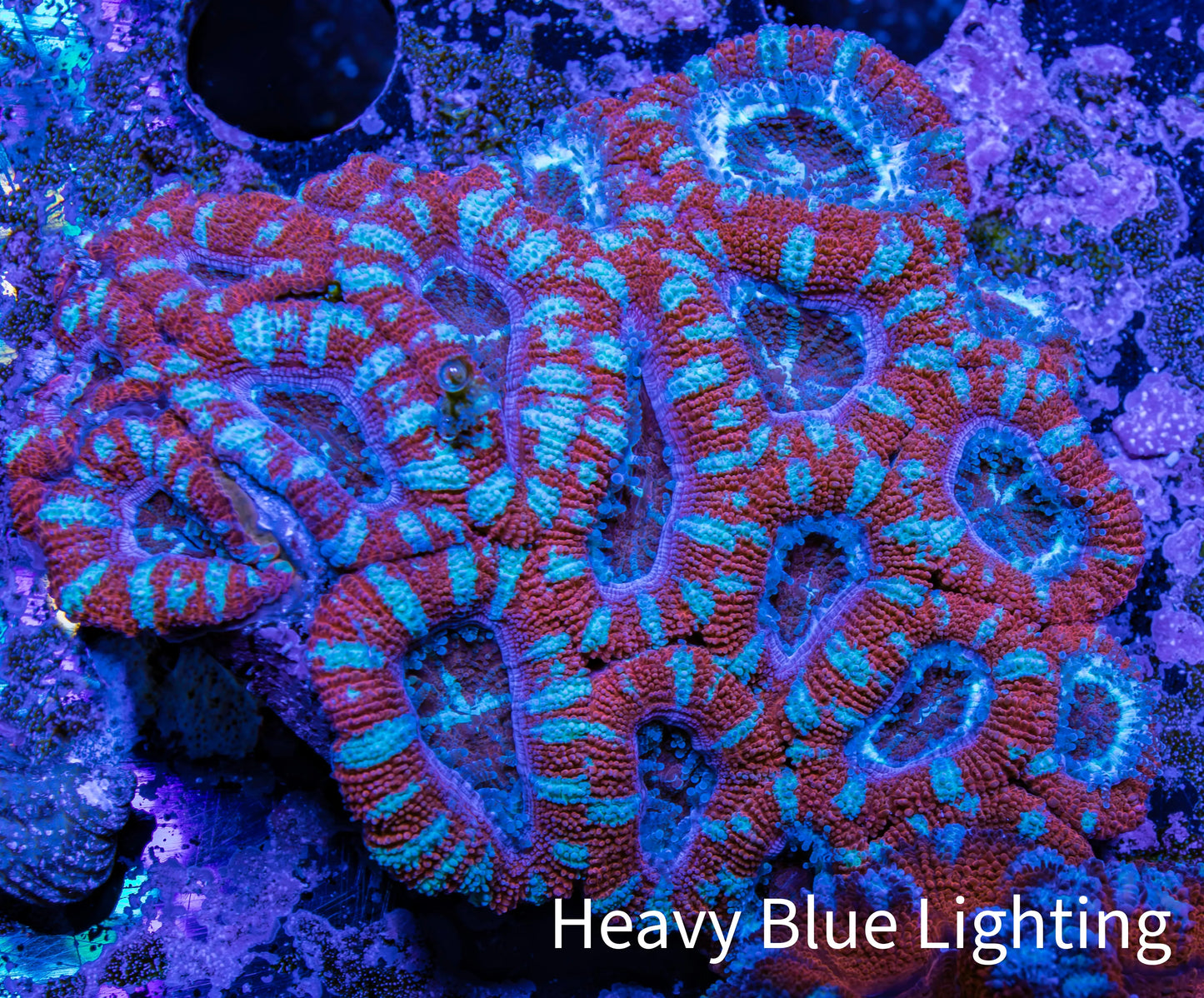 Ultra Acan Coral - Micromussa Lordhowensis - A2R2B1 6cm Ultra Acan Coral - Micromussa Lordhowensis - A2R2B1 6cm LPS Coral Ultra Acan Coral - Micromussa Lordhowensis - A2R2B1 6cm Zeo Box Reef