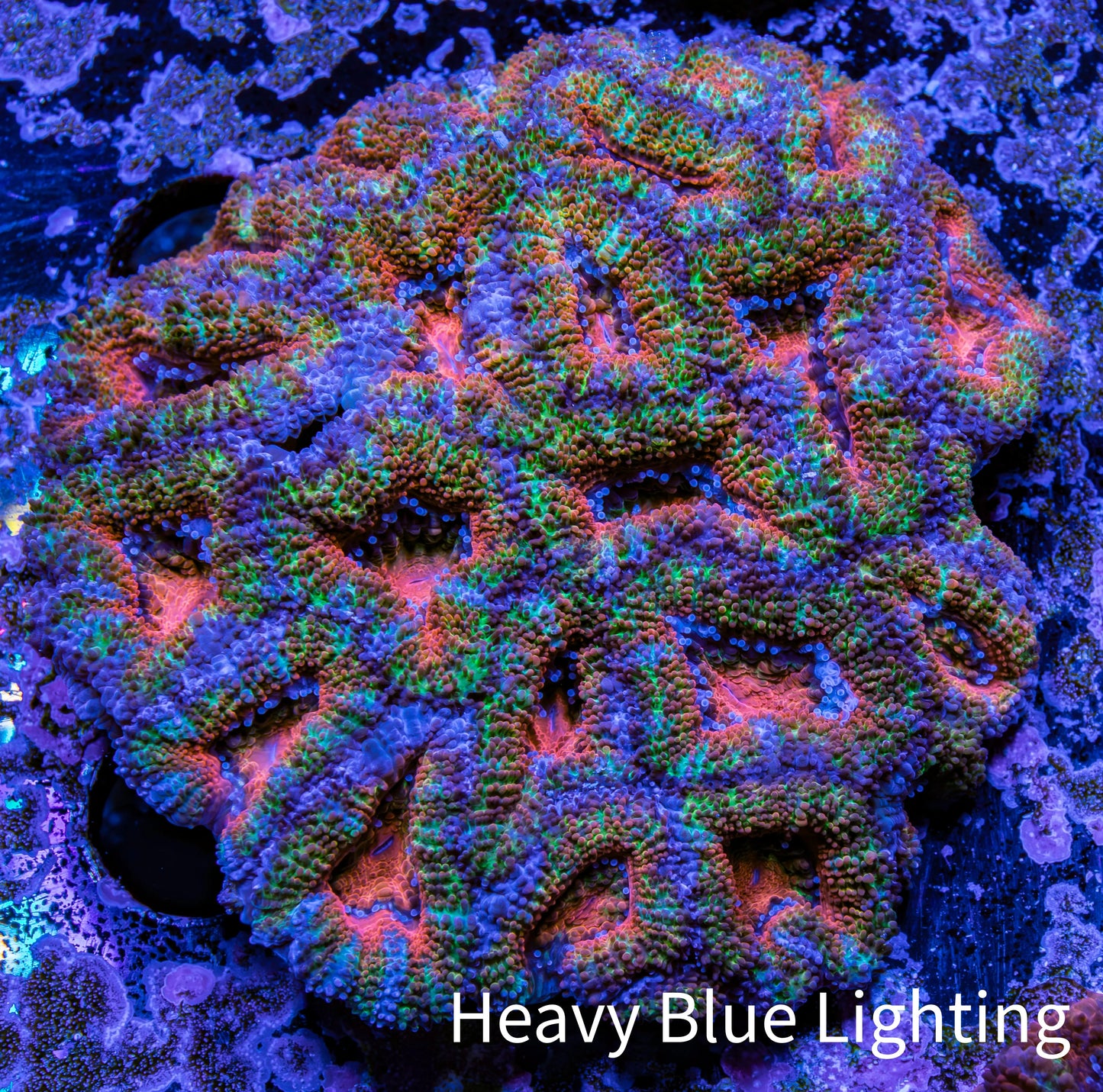 Ultra Acan Coral - Micromussa Lordhowensis - A3R2B1 6cm Ultra Acan Coral - Micromussa Lordhowensis - A3R2B1 6cm LPS Coral Ultra Acan Coral - Micromussa Lordhowensis - A3R2B1 6cm Zeo Box Reef